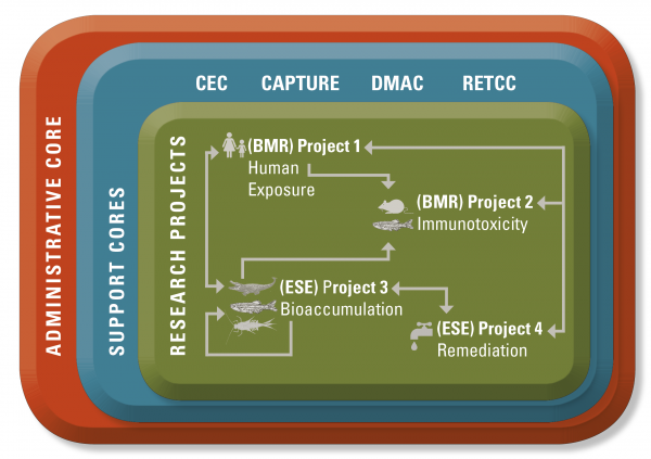 Diagram of how Biomedical Research and Environmental Science and Engineering work together